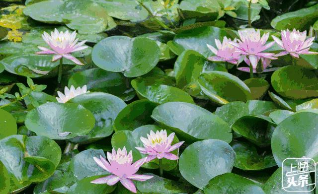 向日葵花海上海旅游攻略,上海市中心有一片向日葵花海