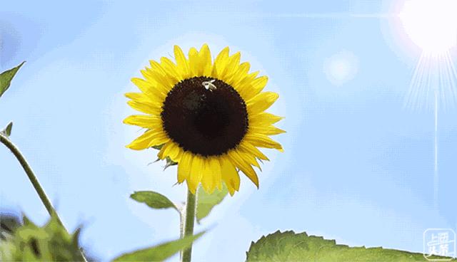 向日葵花海上海旅游攻略,上海市中心有一片向日葵花海