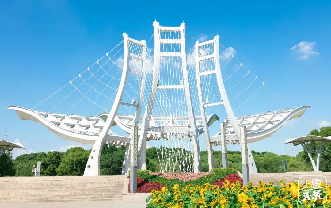 向日葵花海上海旅游攻略,上海市中心有一片向日葵花海