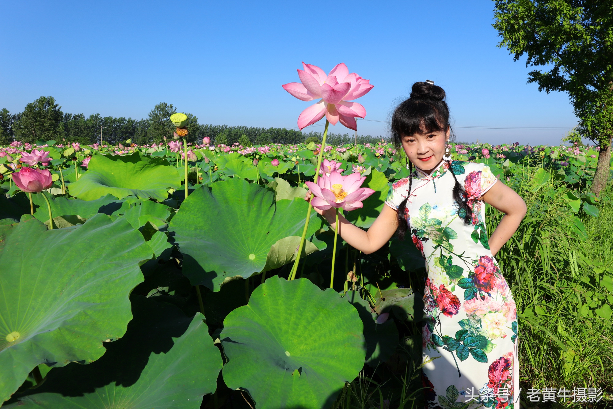 京山老年旗袍秀视频,月季园旗袍走秀