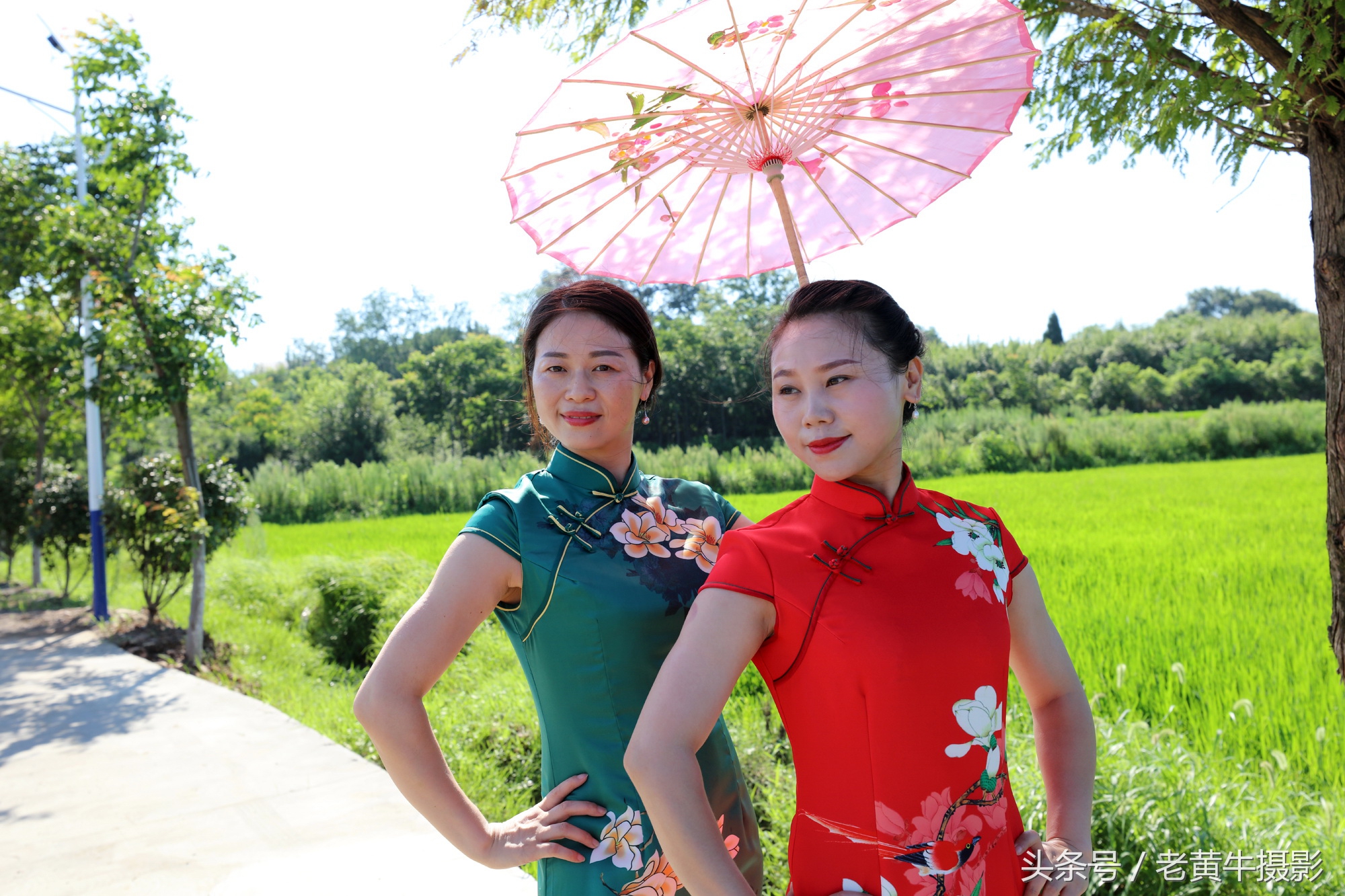 京山老年旗袍秀视频,月季园旗袍走秀