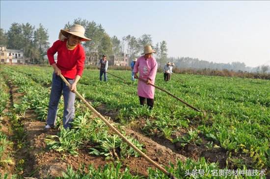 广西种植中药材哪些药材前景好,2021年中药材种植前景分析图