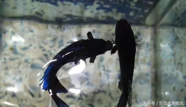 如何寻找中国斗鱼的踪迹,如何快速了解斗鱼