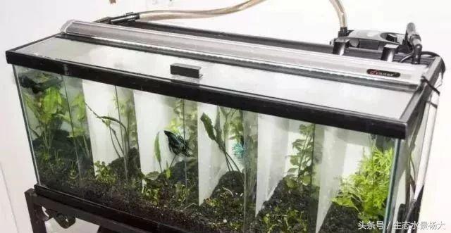 如何寻找中国斗鱼的踪迹,如何快速了解斗鱼