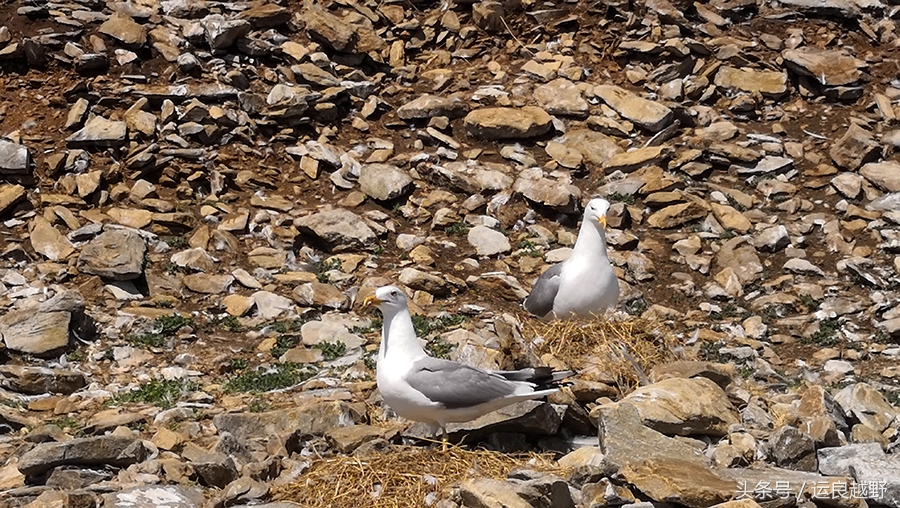 你问我归来由何方，我指着外蒙的方向