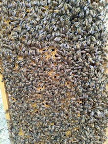 土养蜜蜂自然分蜂的最佳方法,养蜜蜂先认识有哪些蜂