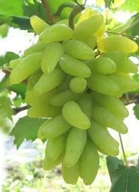 上海周边哪里摘葡萄最好,今夏去哪里玩好