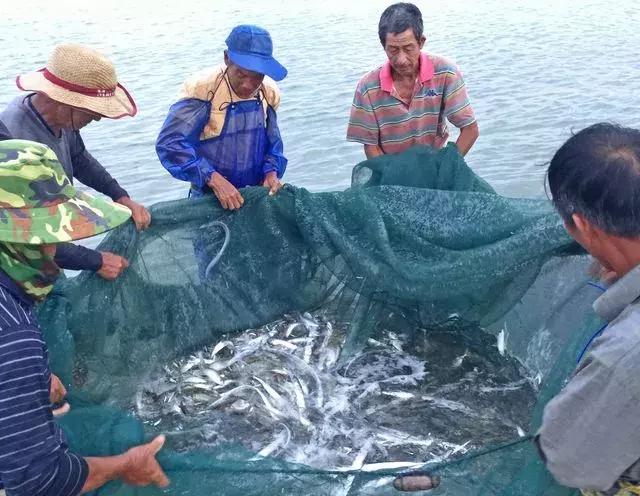 武汉餐馆里的天价江鱼，都是从这里来的！都市渔夫最真实的一天