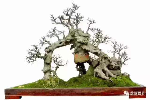 一组榆树盆景作品欣赏学习榆树盆景制作技术