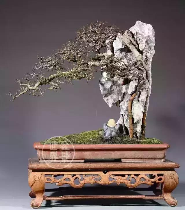 一组榆树盆景作品欣赏学习榆树盆景制作技术