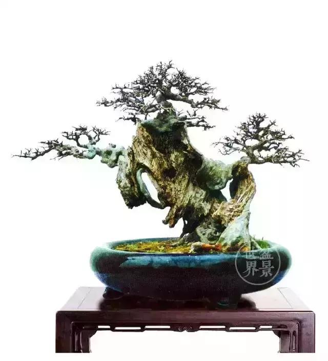 一组榆树盆景作品欣赏学习榆树盆景制作技术