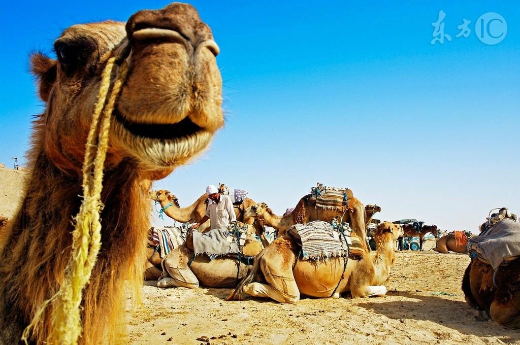 有剧毒,动物的毒性有多可怕