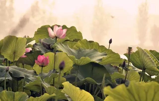 三伏天是几伏的第几天,什么时候入伏三伏天从哪天开始算