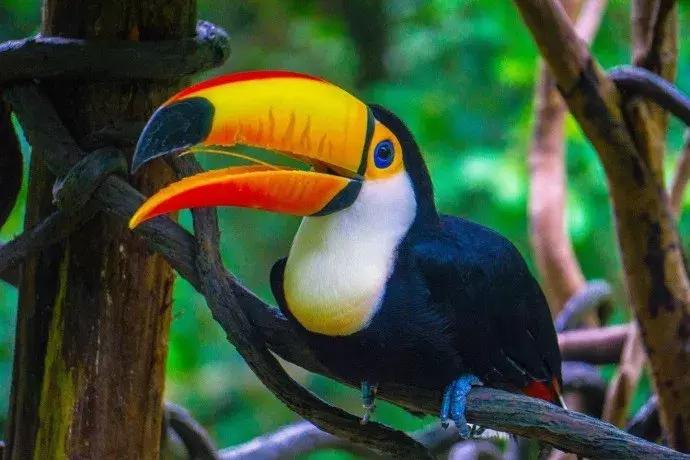 春节广州长隆旅游攻略带孩子,广州长隆动物园两日游亲子游攻略