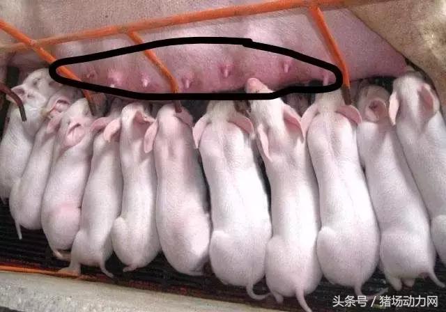 母猪产后奶水少不吃食怎么治,母猪奶水少给什么母猪吃
