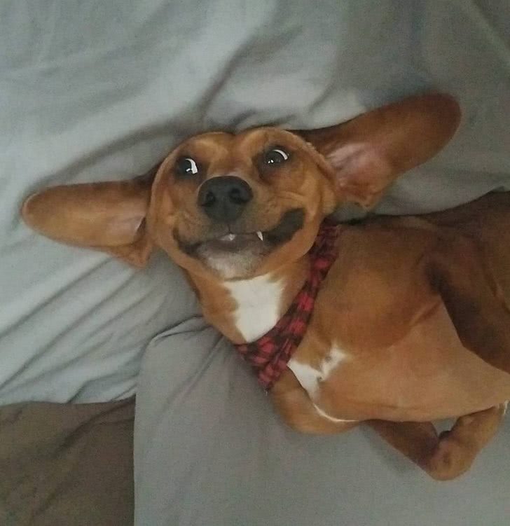 狗狗叼个东西不愿意放,狗狗叼过来的东西他们不觉得脏吗