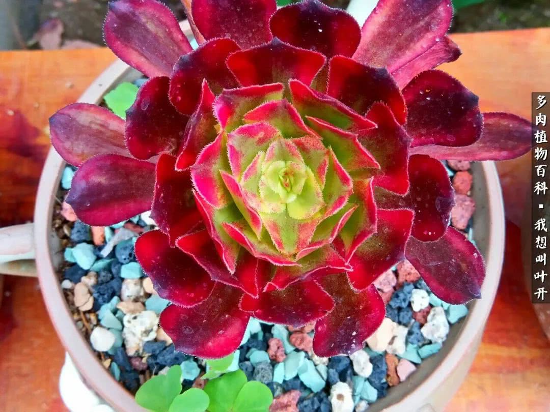 最好养的法师有哪几种,哪种法师既好看又好养