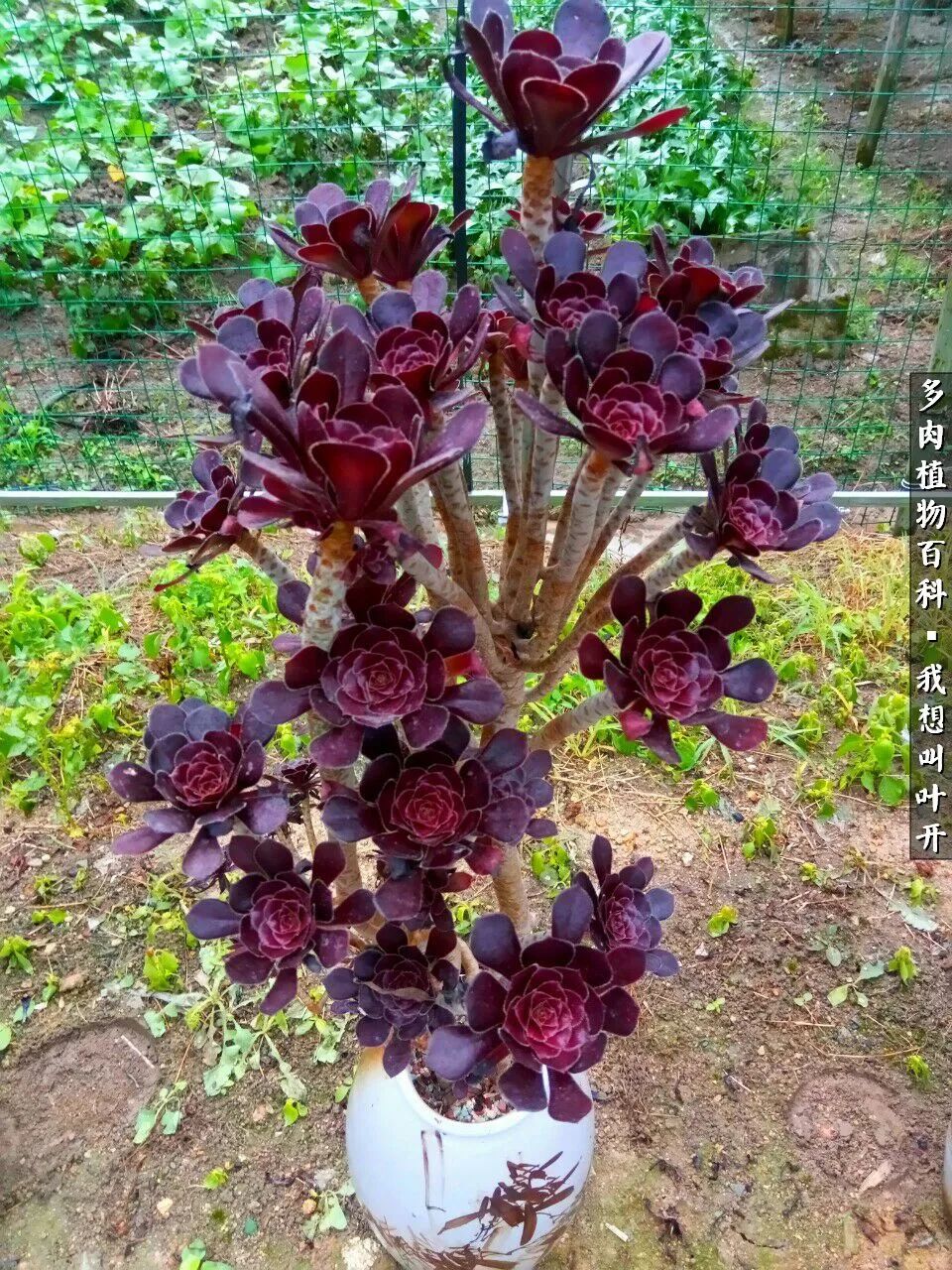 最好养的法师有哪几种,哪种法师既好看又好养