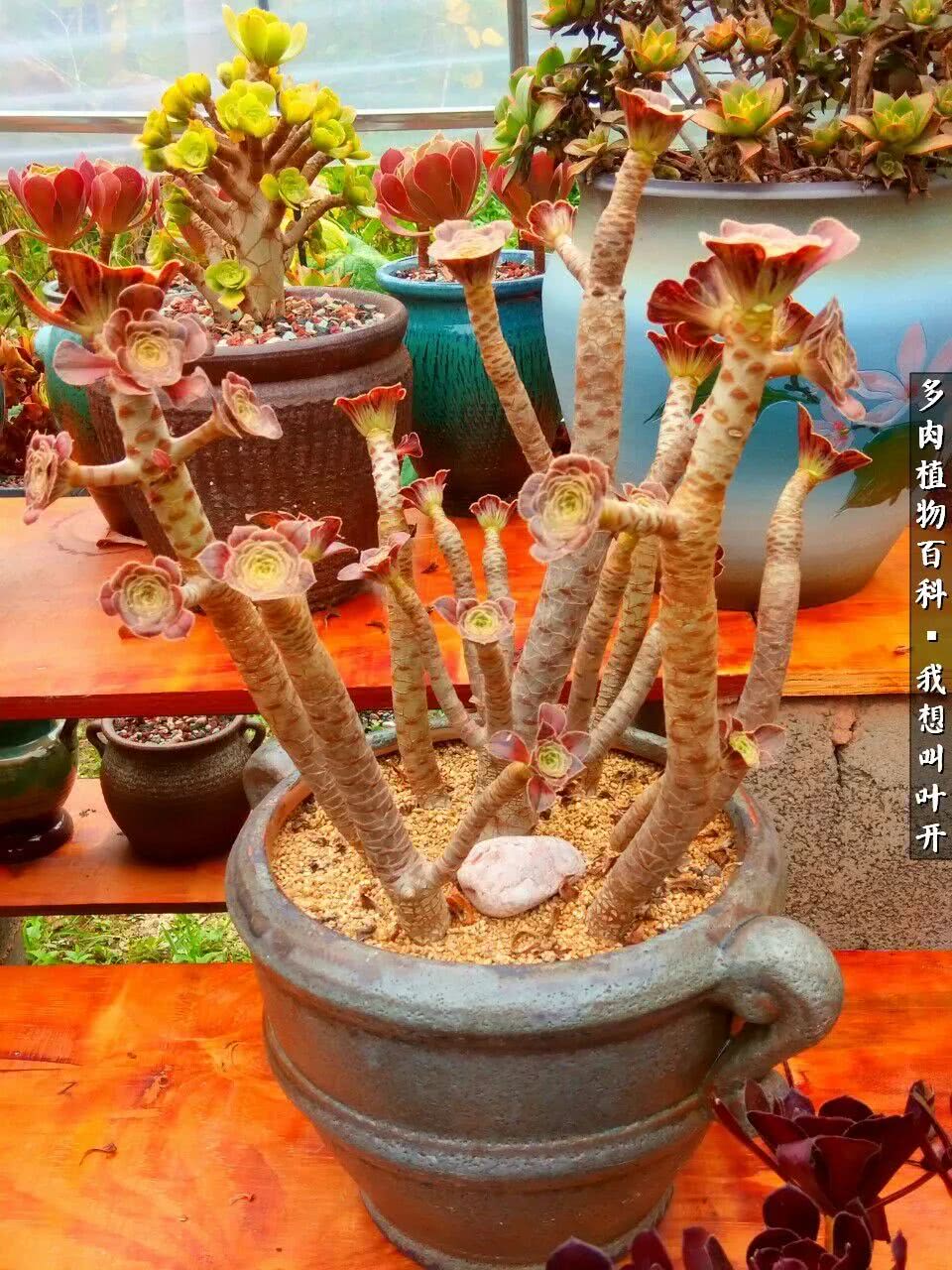 最好养的法师有哪几种,哪种法师既好看又好养