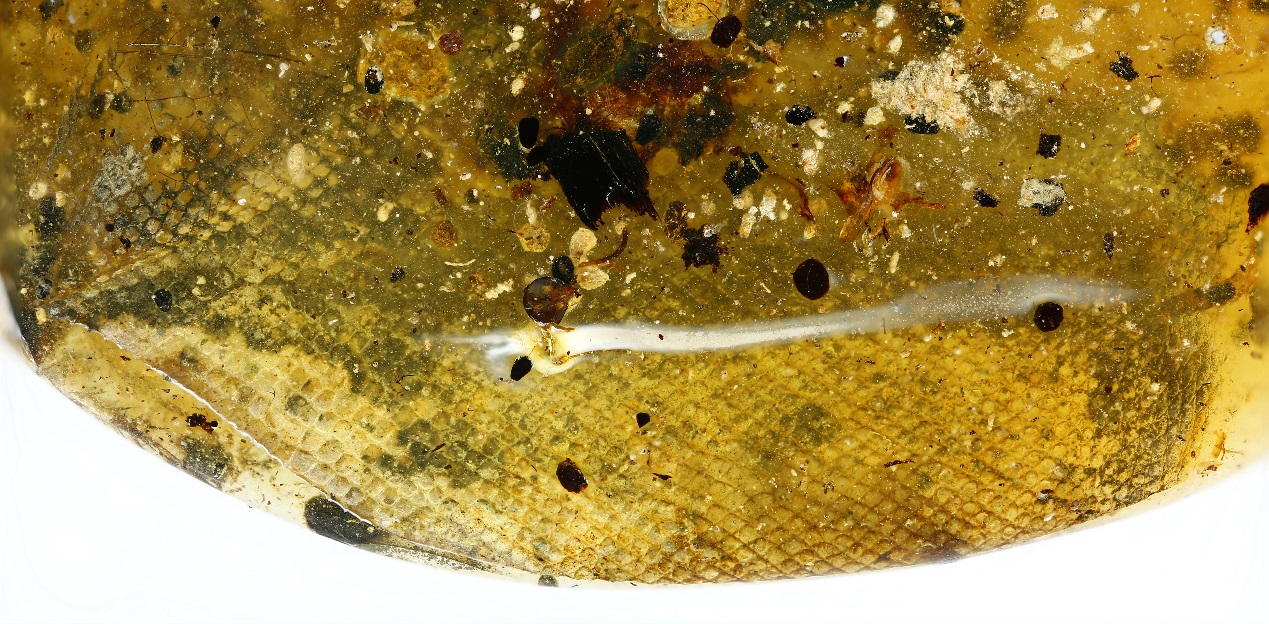 科学家发现史前幼蛇,世界首次在琥珀中发现蛇