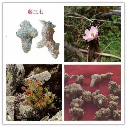太白山野生珍稀植物|七十二种“七药”