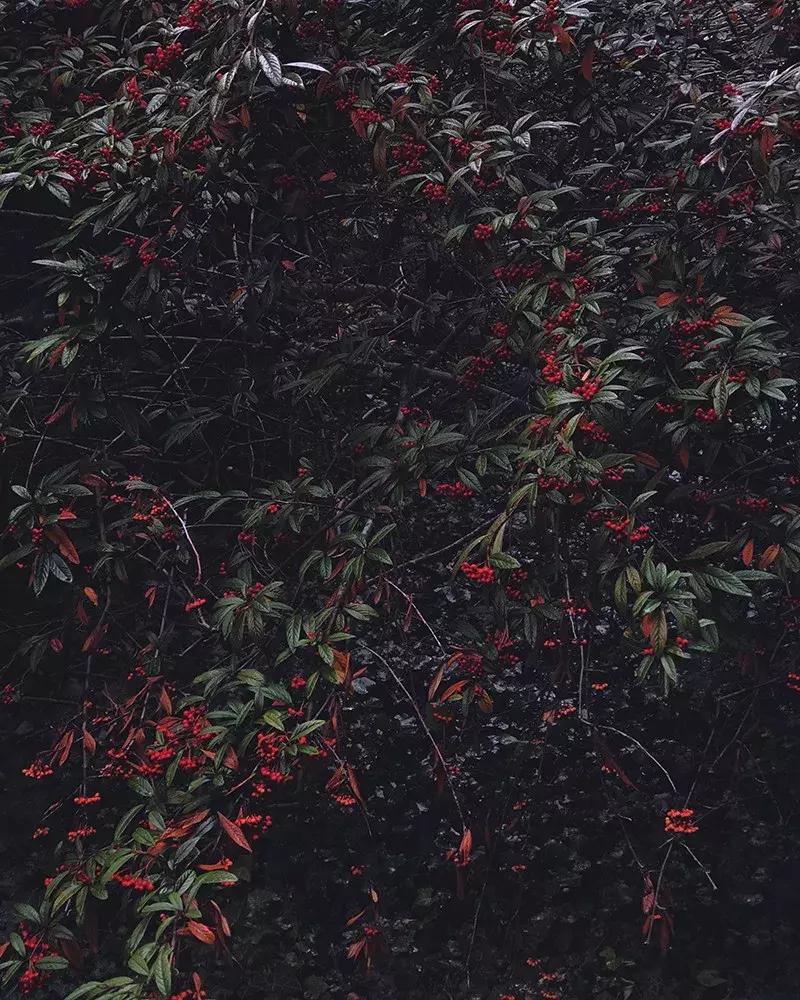 世界十大最高品质手机摄影大赛,2022年ippa摄影大赛