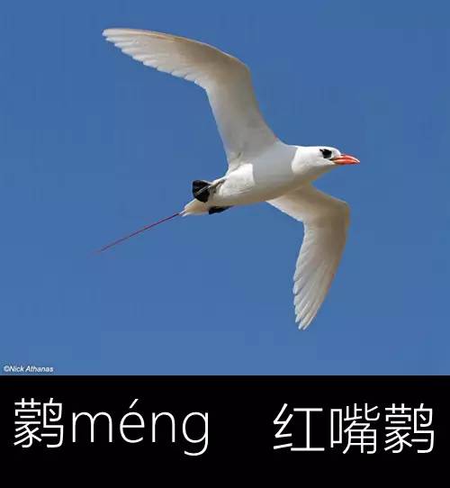 带你认识几个主播,带你认识几种常见的野菜