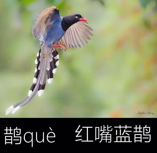 璁よ瘑楦熷瓧,楦熺殑16涓父瑙佸瓧