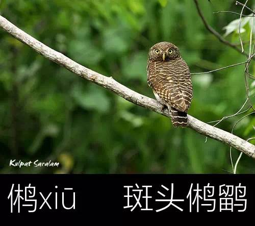 璁よ瘑楦熷瓧,楦熺殑16涓父瑙佸瓧