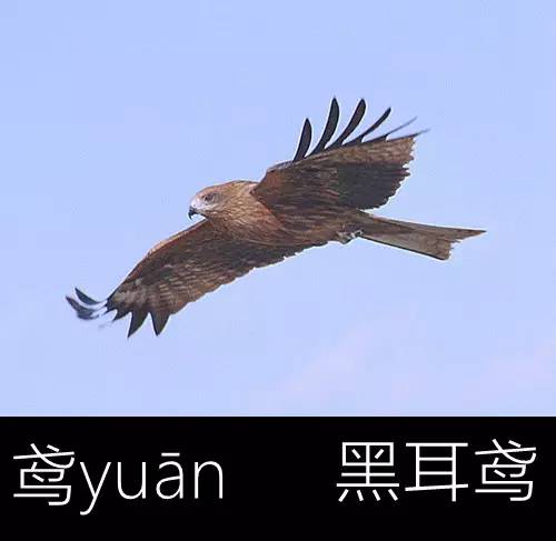 璁よ瘑楦熷瓧,楦熺殑16涓父瑙佸瓧