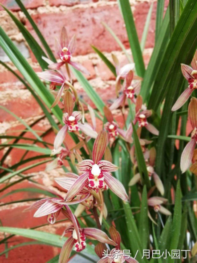 芦荟养蝴蝶兰,芦荟养兰