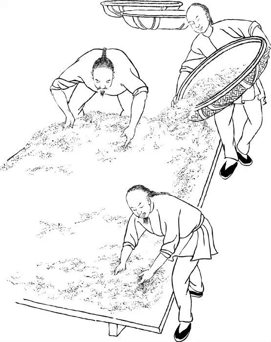 大红袍制茶工艺流程,大红袍还原烧工艺