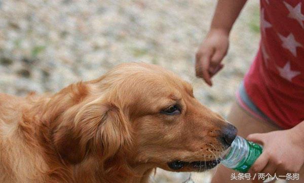 狗狗不喝水怎么办才能让狗狗喝水,狗狗两天没有喝水突然大量喝水