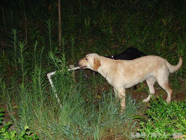 狗狗不喝水怎么办才能让狗狗喝水,狗狗两天没有喝水突然大量喝水