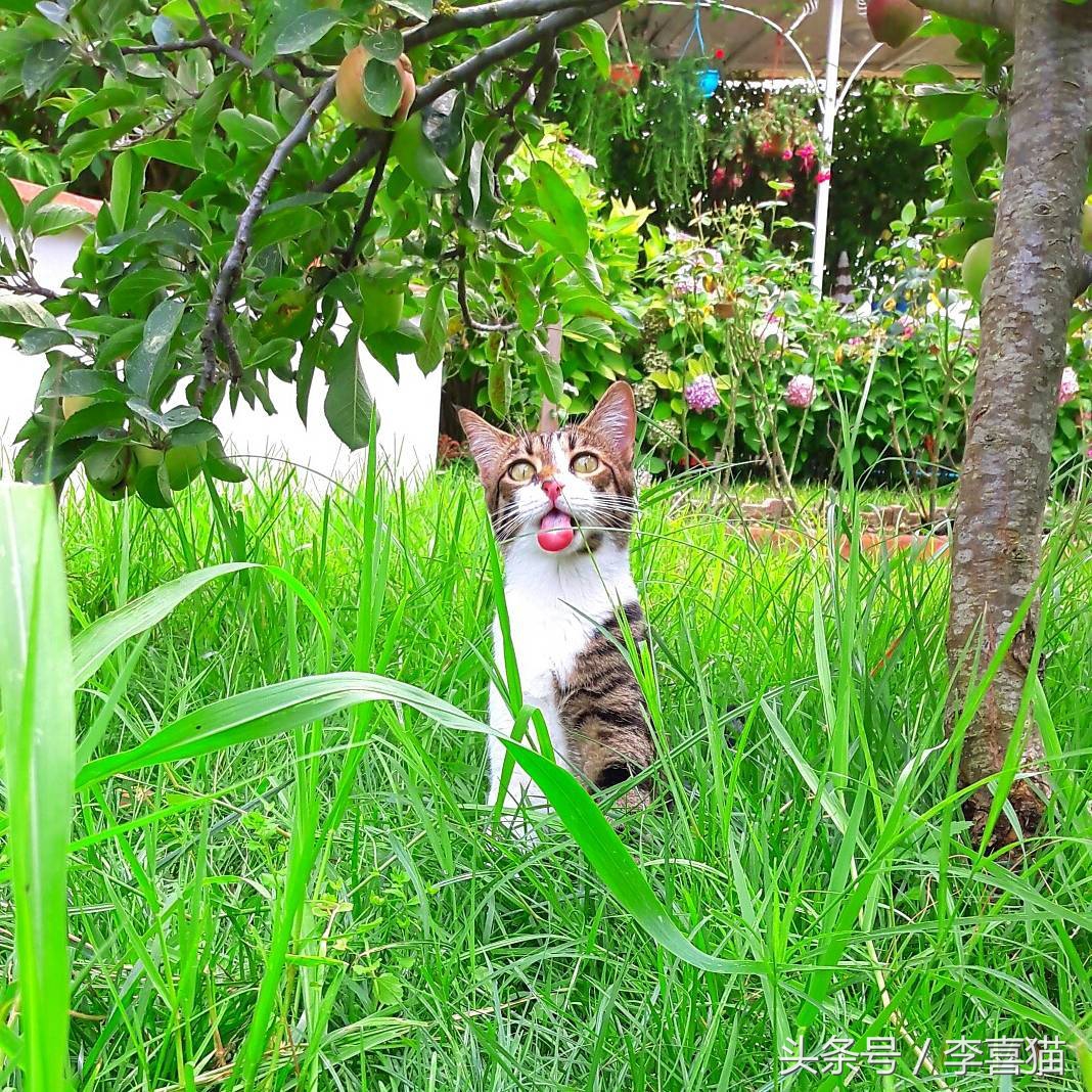 草坪是狗狗和猫咪都喜欢玩耍的场所，但铲屎官不能不注意这些事情