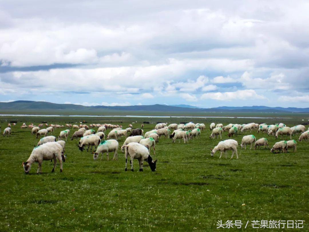 大美青海7月最美的风景,四川青海旅游十大必去景点