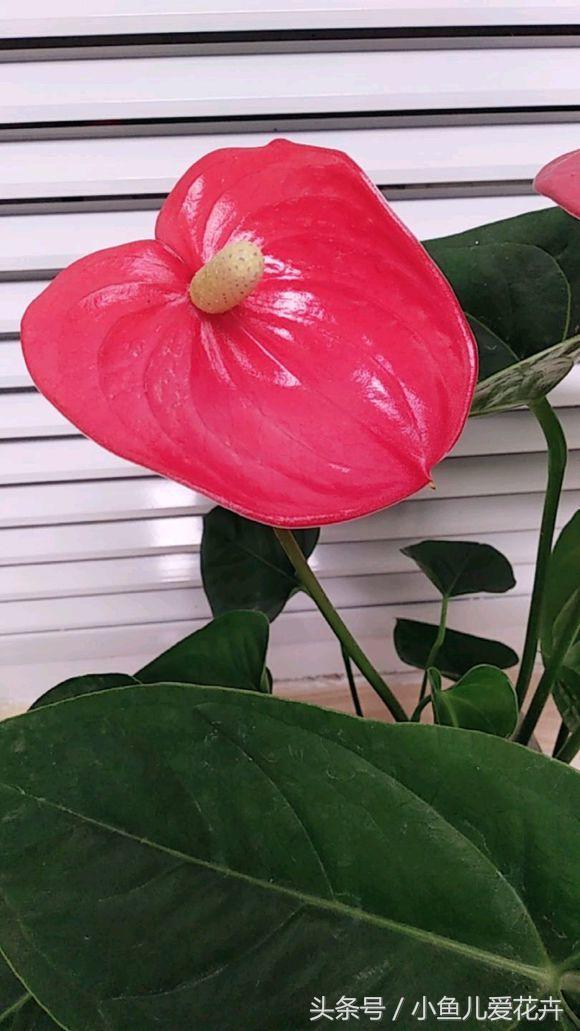 养护红掌正确方法,红掌不开花用什么方法催红掌开花