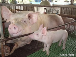 母猪产前产后不吃料是正常吗,母猪到了生产期不下崽是什么原因