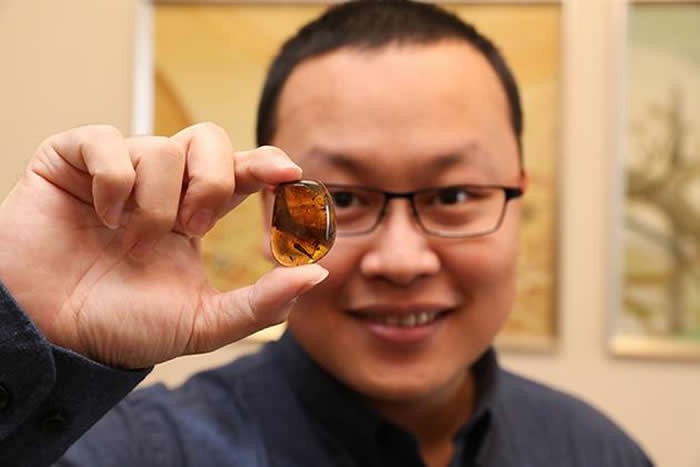 两亿年前琥珀竟有一条活虫,1亿年前蛇琥珀