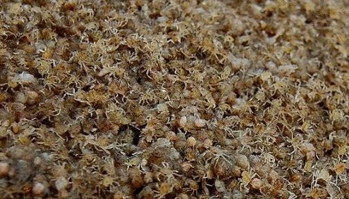 大闸蟹买阳澄湖还是固城湖好,活蟹正宗固城湖大闸蟹