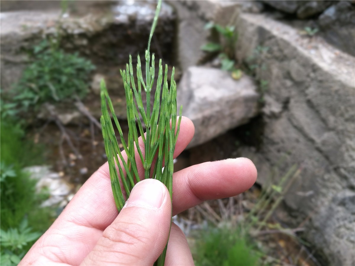 农村常见的这种野草，没有叶子，不能用力摸，会断成一节一节