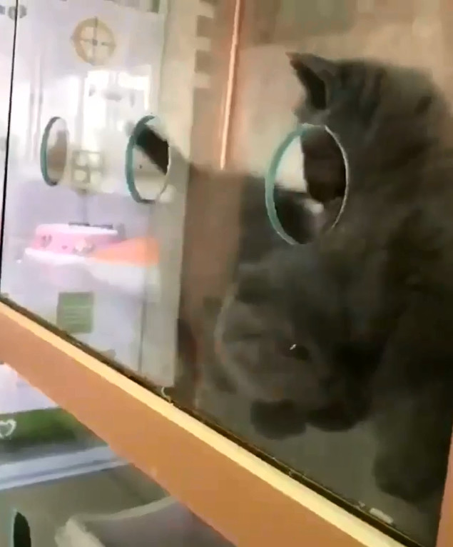 为什么说猫咪是水做的，这位老板告诉你原因：猫粮还在，猫没了