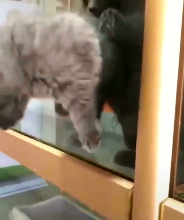 为什么说猫咪是液体动物,为什么都说猫是水做的