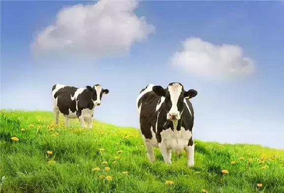 有何不同英文版,有何不同完整版