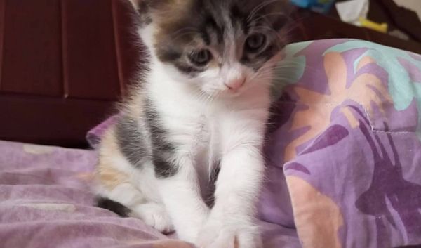 中医药实验小白鼠,中医实验小白鼠