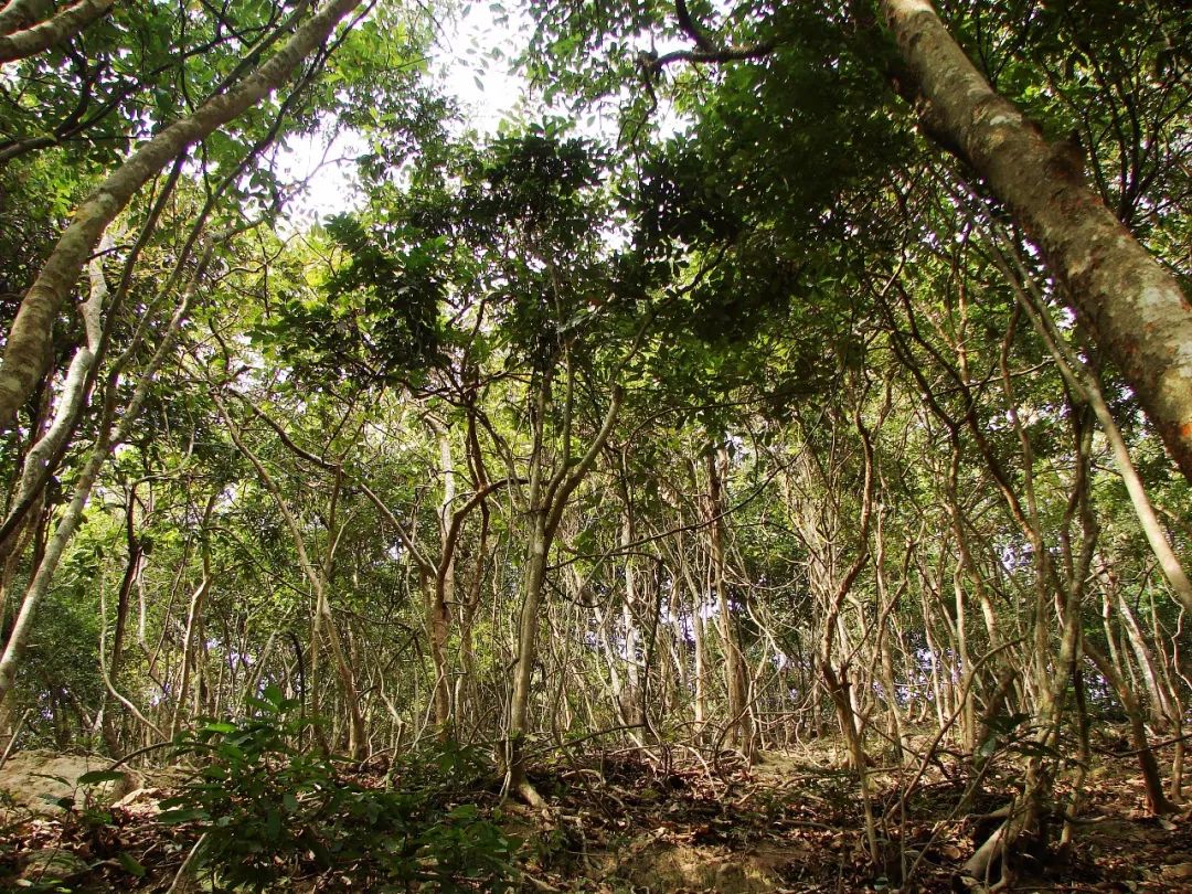 三伏天，龙虎山的“山大王”们开始消暑养生了！