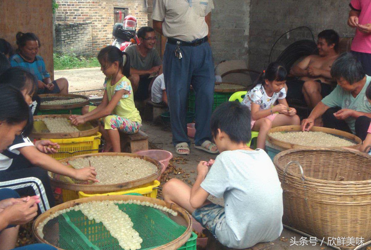 龙眼还能做什么,龙眼能做啥呢