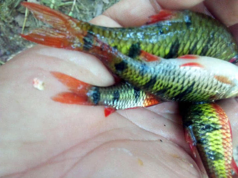 溪流钓常见的鱼,野钓常见的小鱼