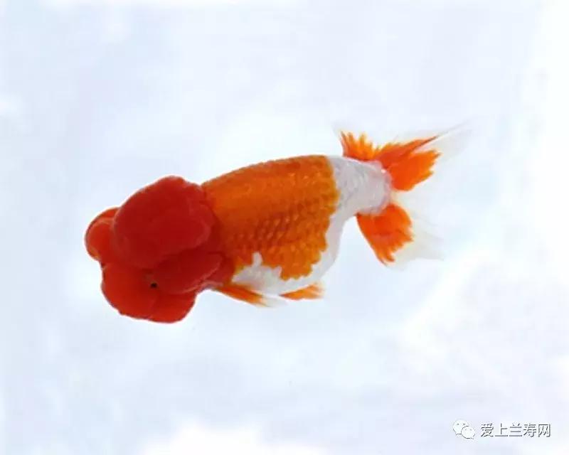 日本土佐金鱼图片大全,日本金鱼品种大全