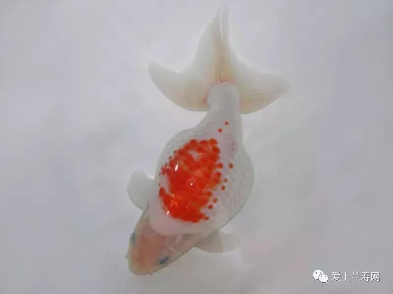 日本土佐金鱼图片大全,日本金鱼品种大全